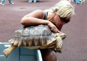 Turtle lover and African sulcata (spur-thigh) tortoise. 
