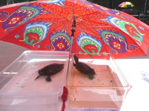 Water turtles enjoy some shade.
