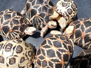 Star and Leopard Tortoises