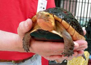 Adult Chinese Box Turtle