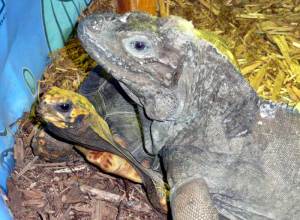 Yellow Foot Tortoise & Iguana